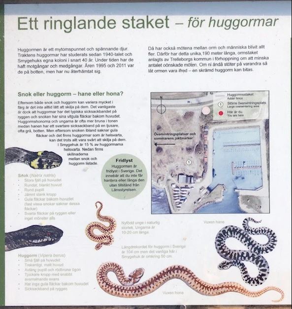 information om staketet och ormarna som sitter uppsatt i Smygehuk vid huggormsstaketet
